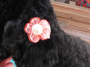 IMG_2233